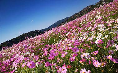《百花香吉他谱》王小帅_G调扫弦版弹唱六线谱_高清图片谱