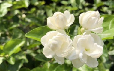 《茉莉花指弹吉他谱》小NO师傅_原版指弹六线谱_吉他独奏谱