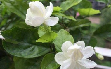 《茉莉花指弹吉他谱》儿歌_原版指弹六线谱_吉他独奏谱