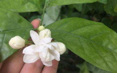 《茉莉花吉他谱》Miumiu_C调简单版六线谱_弹唱示范视频
