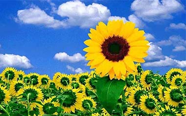 《Sunflower指弹谱》孙培博_太阳花独奏六线谱_指弹吉他教学